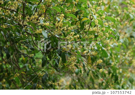 秋に甘く香る、ギンモクセイの花 秋に甘く香る、ギンモクセイの花 107553742