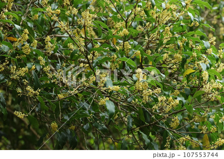 秋に甘く香る、ギンモクセイの花 秋に甘く香る、ギンモクセイの花 107553744