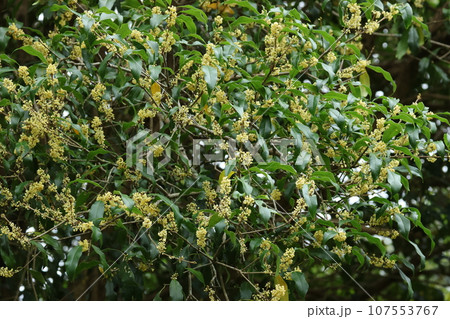 秋に甘く香る、ギンモクセイの花 秋に甘く香る、ギンモクセイの花 107553767