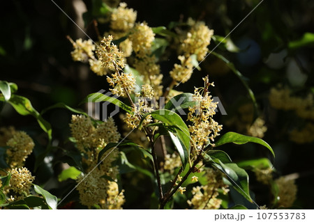 秋に甘く香る、ギンモクセイの花 107553783