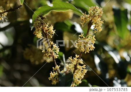 秋に甘く香る、ギンモクセイの花 秋に甘く香る、ギンモクセイの花 107553785