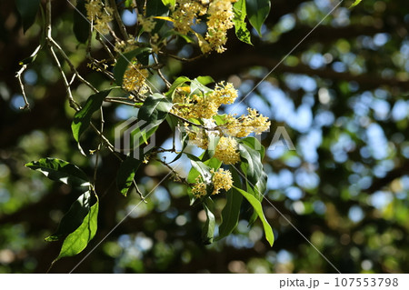 秋に甘く香る、ギンモクセイの花 秋に甘く香る、ギンモクセイの花 107553798