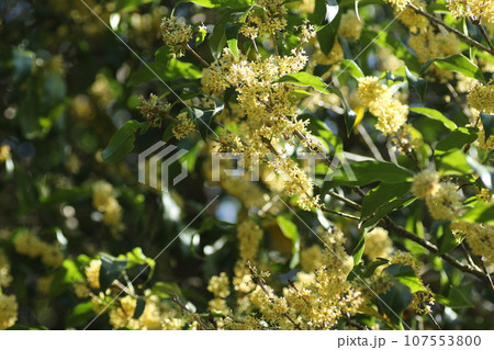 秋に甘く香る、ギンモクセイの花 秋に甘く香る、ギンモクセイの花 107553800