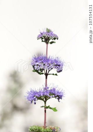 秋の庭に咲く薄紫色のダンギクの花 秋の庭に咲く薄紫色のダンギクの花 107554131