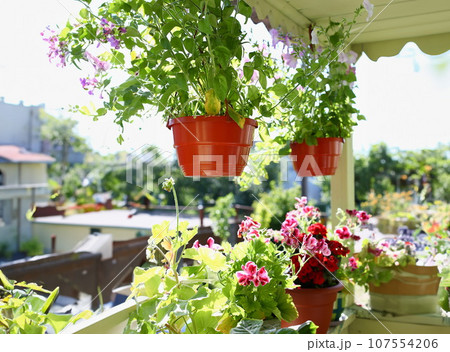 Flowers in pots on the balcony window sill window spring background 107554206