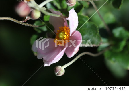 秋の庭に咲くピンク色のシュウメイギクの花 107554432