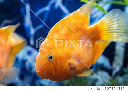 Orange parrot fish in the aquarium. Red Parrot Cichlid. Aquarium fish Orange parrot fish in the aquarium. Red Parrot Cichlid. Aquarium fish 107554512
