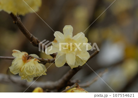 蝋梅の花 蝋梅の花 107554621