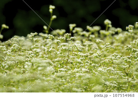 実りの秋そばの花 実りの秋そばの花 107554968