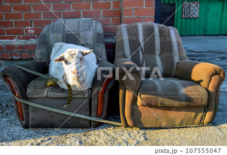 Two old shabby ugly armchairs with laying white hornless goat in the centre of city Vladivostok, Russia Two old shabby ugly armchairs with laying white hornless goat in the centre of city Vladivostok, Russia 107555047