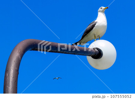 Poorly painted gray street light with sitting seagull on background of blue sky 107555052
