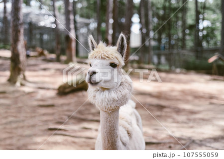 Portrait of funny lama with fringe in zoo 107555059