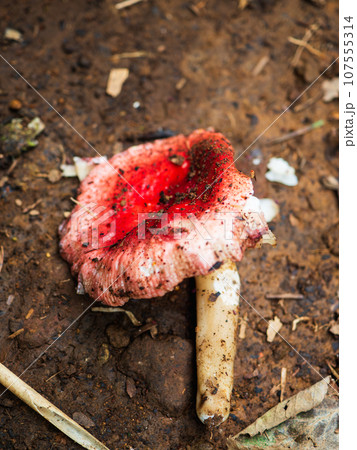 北海道稚内市沖の日本海に浮かぶ礼文島の礼文岳に登るトレッキングコース沿いの朽ちかけたドクベニタケ 107555314