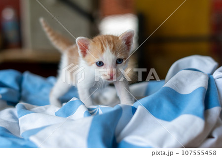 Small pretty kitten, on blue background Small pretty kitten, on blue background 107555458