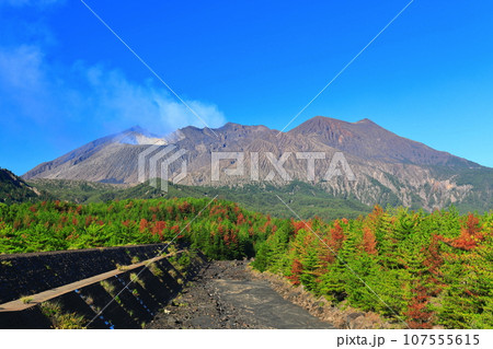 【鹿児島県】快晴の桜島 昭和火口と昭和溶岩地帯 【鹿児島県】快晴の桜島 昭和火口と昭和溶岩地帯 107555615