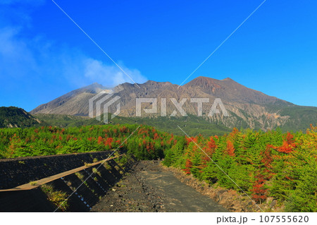 【鹿児島県】快晴の桜島 昭和火口と昭和溶岩地帯 【鹿児島県】快晴の桜島 昭和火口と昭和溶岩地帯 107555620