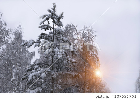 The morning sun breaks through the snow-covered trees. The morning sun breaks through the snow-covered trees. 107555701