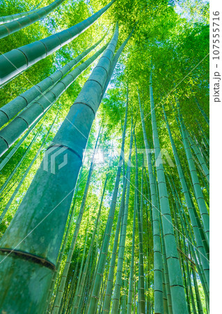 京都府向日市 竹林 京都府向日市 竹林 107555716