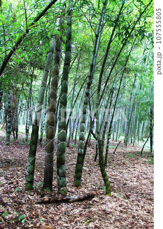 亀甲竹の竹林 107555805