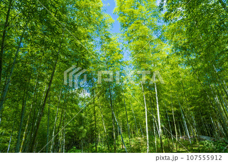京都府向日市　竹の径　竹林 107555912