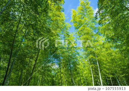 京都府向日市　竹の径　竹林 107555913