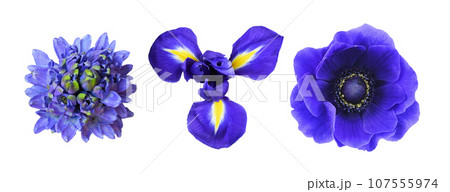 Set of different blue flowers (hyacinth, anemone, iris) isolated on white. Top view. 107555974