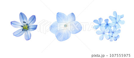 Set of different blue flowers (scilla; plumbago; hydrangea) isolated on white. Top view. Set of different blue flowers (scilla; plumbago; hydrangea) isolated on white. Top view. 107555975
