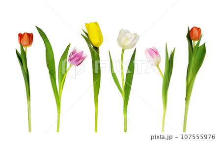 Set of colorful tulip flowers isolated on white background Set of colorful tulip flowers isolated on white background 107555976