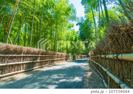 京都府向日市　竹の径　竹垣と竹林 107556084