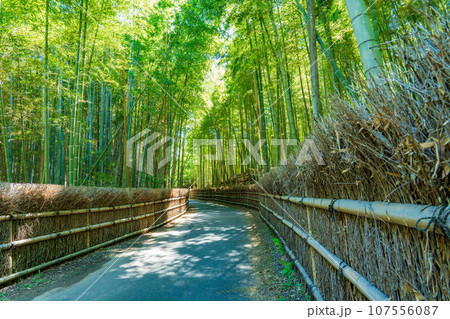 京都府向日市　竹の径　竹垣と竹林 107556087