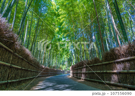 京都府向日市　竹の径　竹垣と竹林 107556090