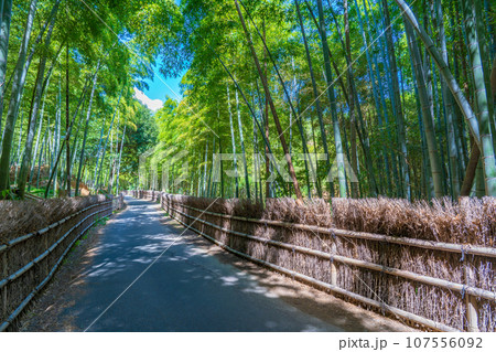 京都府向日市　竹の径　竹垣と竹林 107556092