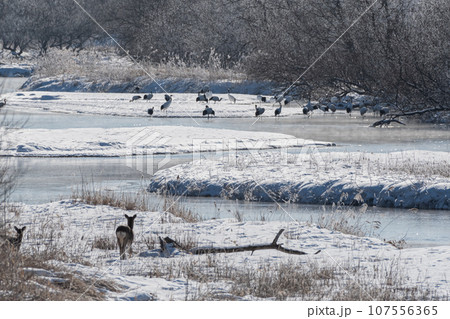 雪裡川の朝の自然の営み 107556365