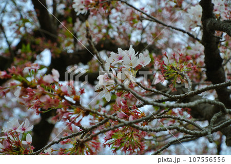 散り際の桜 107556556