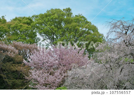 桜と空 桜と空 107556557