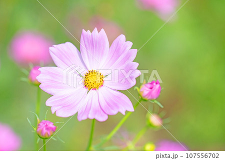 家の周りの草花　四季の色々　秋空に輝く大輪の花びら　ピンクの妖精　コスモス 107556702