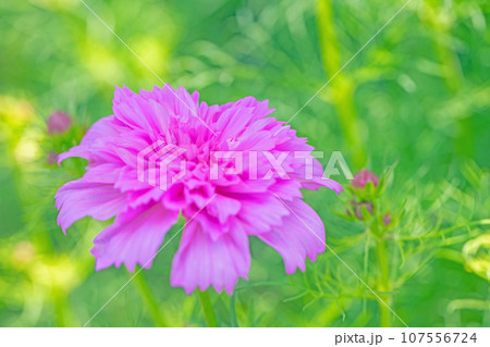 家の周りの草花 四季の色々 秋空に輝く大輪の花びら ピンクの妖精 コスモス 家の周りの草花 四季の色々 秋空に輝く大輪の花びら ピンクの妖精 コスモス 107556724