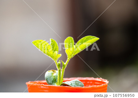 発芽した枝豆の苗 107556950