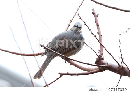 枝にとまるヒヨドリ 枝にとまるヒヨドリ 107557039