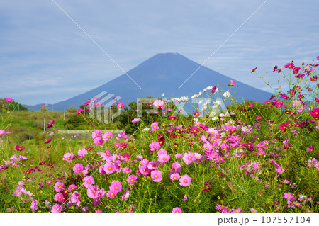 (静岡県)裾野市パノラマロードのコスモスと富士山 (静岡県)裾野市パノラマロードのコスモスと富士山 107557104