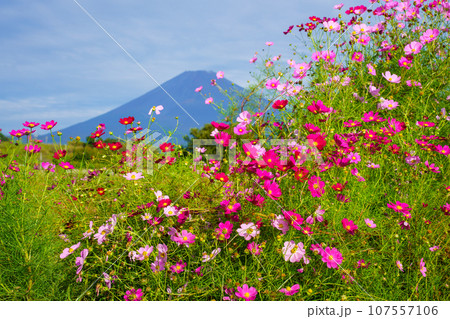 (静岡県)裾野市パノラマロードのコスモスと富士山 (静岡県)裾野市パノラマロードのコスモスと富士山 107557106