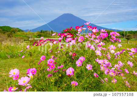 (静岡県)裾野市パノラマロードのコスモスと富士山 (静岡県)裾野市パノラマロードのコスモスと富士山 107557108