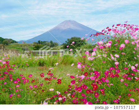 (静岡県)裾野市パノラマロードのコスモスと富士山 (静岡県)裾野市パノラマロードのコスモスと富士山 107557117