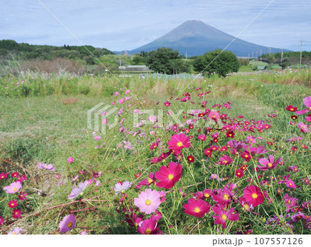 （静岡県）裾野市パノラマロードのコスモスと富士山 107557126