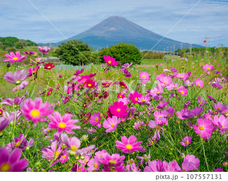 (静岡県)裾野市パノラマロードのコスモスと富士山 (静岡県)裾野市パノラマロードのコスモスと富士山 107557131