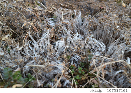 霜柱 霜柱 107557161