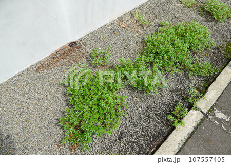 スベリヒユの群生？ 107557405