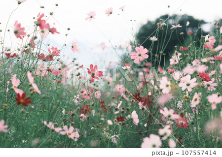 コスモスの花のある風景 107557414