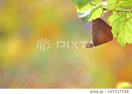 秋イメージ、鮮やかな紅葉の季節 秋イメージ、鮮やかな紅葉の季節 107557598