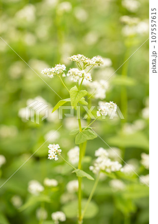 家の周りの草花 四季の色々 白い清楚な花 秋風になびく 小さな花の連なり そばの花 家の周りの草花 四季の色々 白い清楚な花 秋風になびく 小さな花の連なり そばの花 107557615